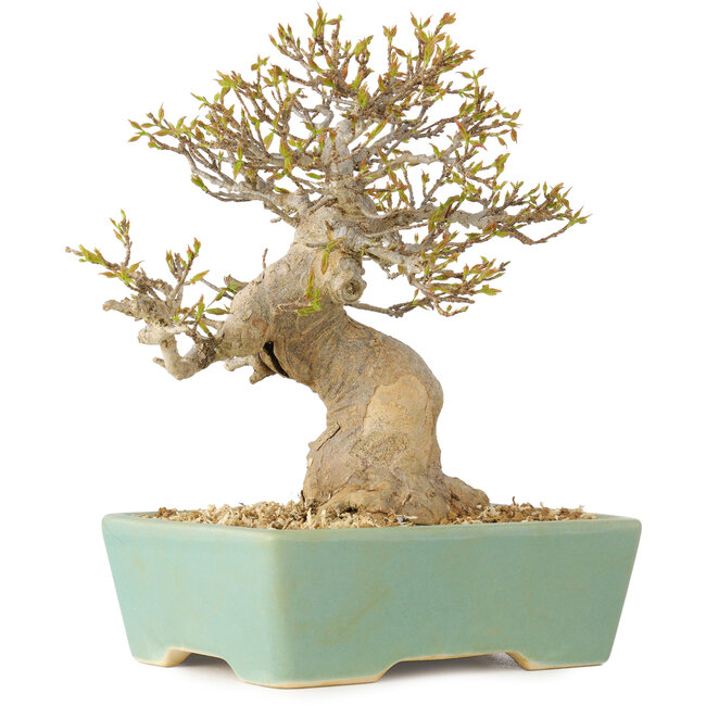 Acer buergerianum, 16,5 cm, ± 25 anni, con un nebari di 7 cm