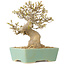 Acer buergerianum, 16,5 cm, ± 25 jaar oud, met een nebari van 7 cm
