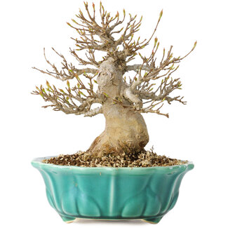 Acer buergerianum, 17 cm, ± 25 jaar oud