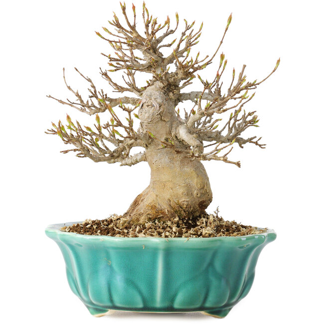 Acer buergerianum, 17 cm, ± 25 jaar oud, met een nebari van 7 cm