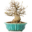 Acer buergerianum, 17 cm, ± 25 jaar oud, met een nebari van 7 cm
