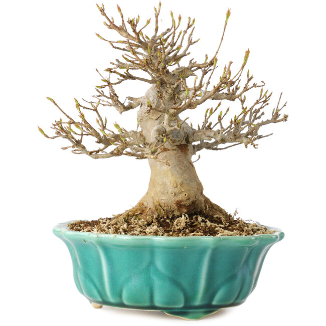 Acer buergerianum, 17 cm, ± 25 years old, with a nebari of 7 cm