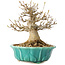 Acer buergerianum, 17 cm, ± 25 jaar oud, met een nebari van 7 cm