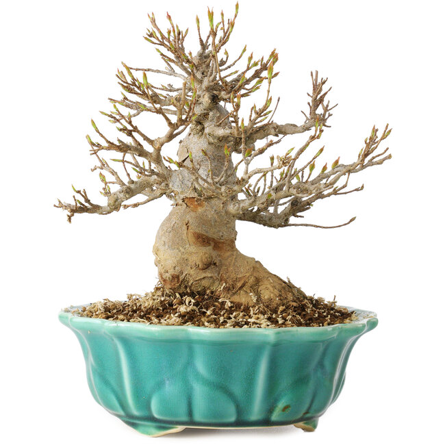 Acer buergerianum, 17 cm, ± 25 Jahre alt, mit einem Nebari von 7 cm