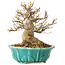 Acer buergerianum, 17 cm, ± 25 jaar oud, met een nebari van 7 cm