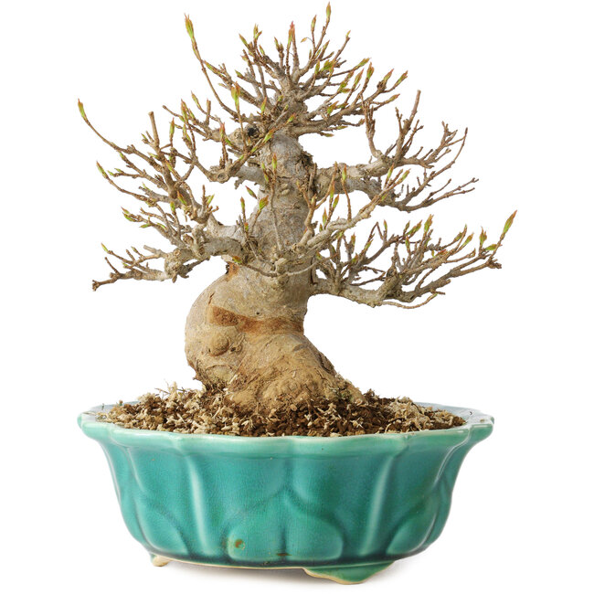 Acer buergerianum, 17 cm, ± 25 ans, avec un nebari de 7 cm