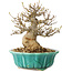 Acer buergerianum, 17 cm, ± 25 jaar oud, met een nebari van 7 cm