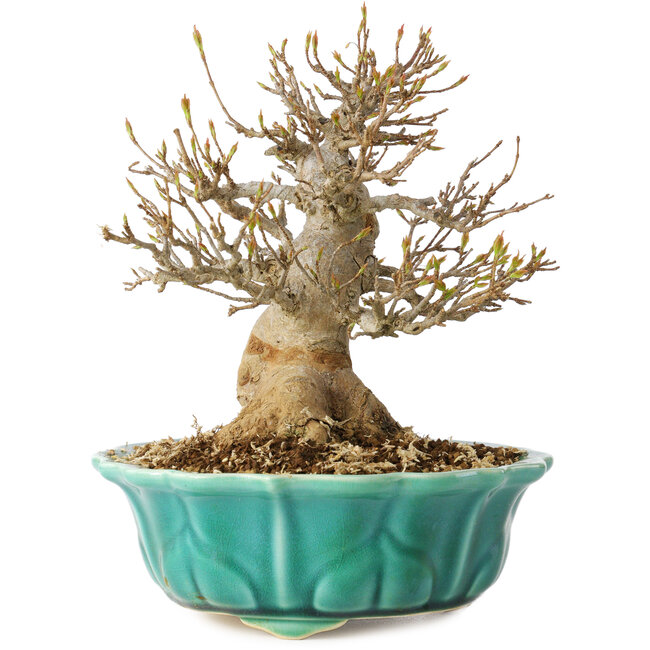 Acer buergerianum, 17 cm, ± 25 years old, with a nebari of 7 cm