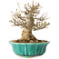 Acer buergerianum, 17 cm, ± 25 anni, con un nebari di 7 cm