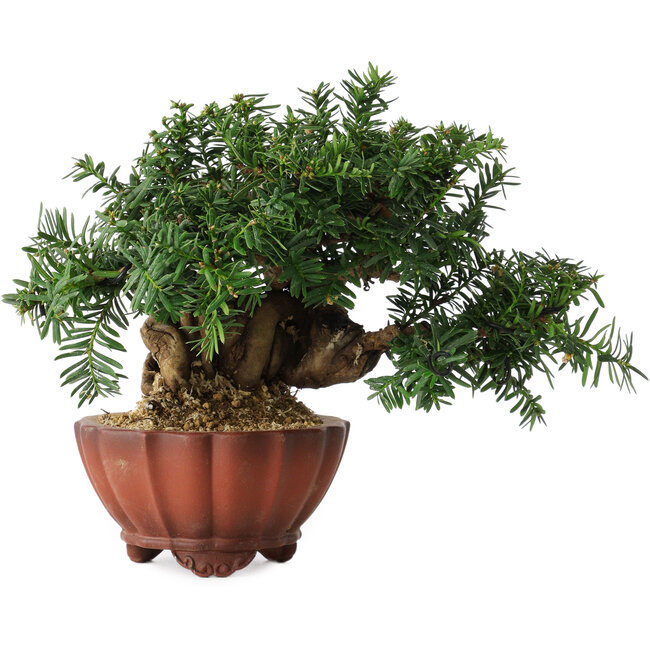 Taxus cuspidata, 15 cm, ± 15 jaar oud