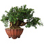 Taxus cuspidata, 15 cm, ± 15 jaar oud