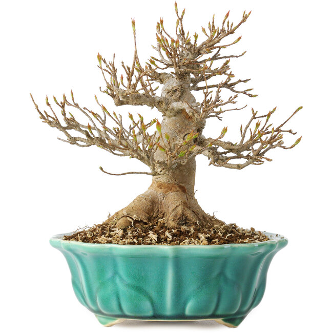 Acer buergerianum, 17 cm, ± 25 anni, con un nebari di 7 cm