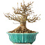 Acer buergerianum, 17 cm, ± 25 anni, con un nebari di 7 cm