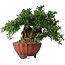 Taxus cuspidata, 15 cm, ± 15 jaar oud