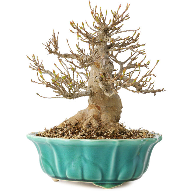 Acer buergerianum, 17 cm, ± 25 ans, avec un nebari de 7 cm