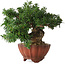 Taxus cuspidata, 15 cm, ± 15 jaar oud