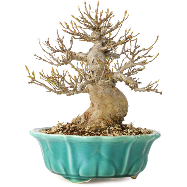 Acer buergerianum, 17 cm, ± 25 Jahre alt, mit einem Nebari von 7 cm