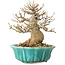 Acer buergerianum, 17 cm, ± 25 jaar oud, met een nebari van 7 cm