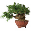 Taxus cuspidata, 15 cm, ± 15 jaar oud