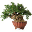 Taxus cuspidata, 15 cm, ± 15 jaar oud