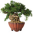 Taxus cuspidata, 15 cm, ± 15 jaar oud