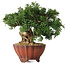 Taxus cuspidata, 15 cm, ± 15 jaar oud