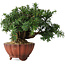Taxus cuspidata, 15 cm, ± 15 jaar oud