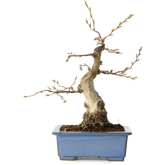 Carpinus coreana, 21 cm, ± 30 jaar oud