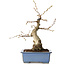 Carpinus coreana, 21 cm, ± 30 jaar oud