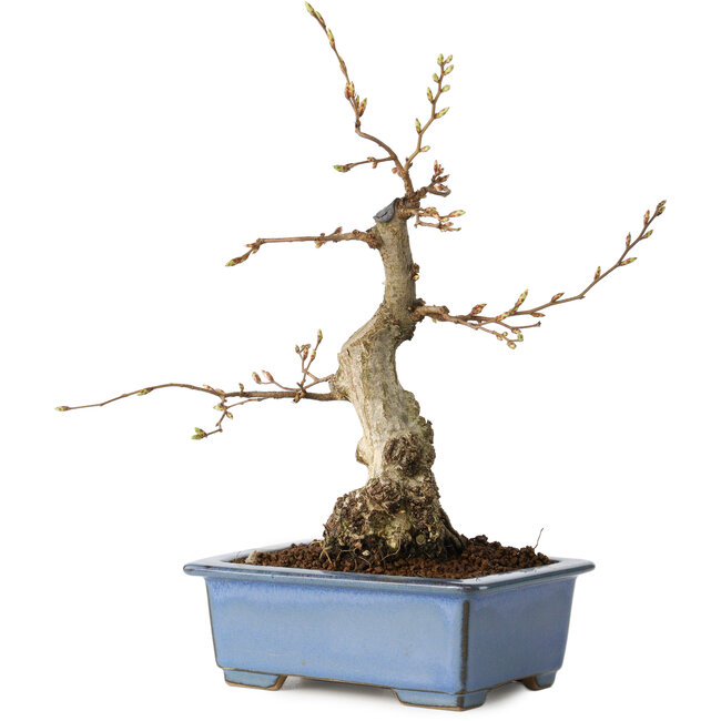 Carpinus coreana, 21 cm, ± 30 years old