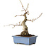 Carpinus coreana, 21 cm, ± 30 jaar oud