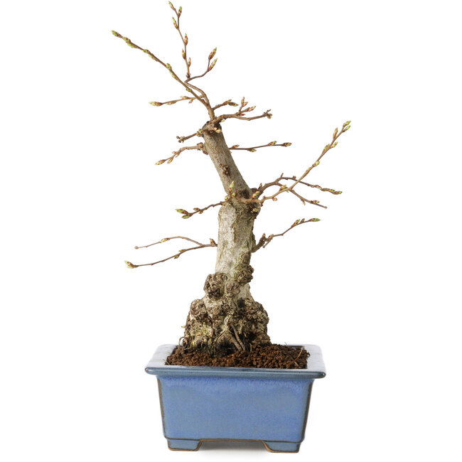 Carpinus coreana, 21 cm, ± 30 years old