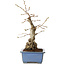 Carpinus coreana, 21 cm, ± 30 jaar oud