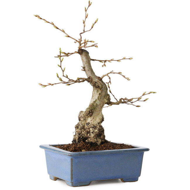 Carpinus coreana, 21 cm, ± 30 Jahre alt