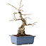 Carpinus coreana, 21 cm, ± 30 jaar oud