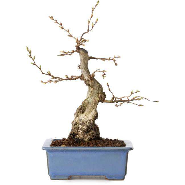 Carpinus coreana, 21 cm, ± 30 anni