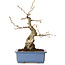 Carpinus coreana, 21 cm, ± 30 jaar oud