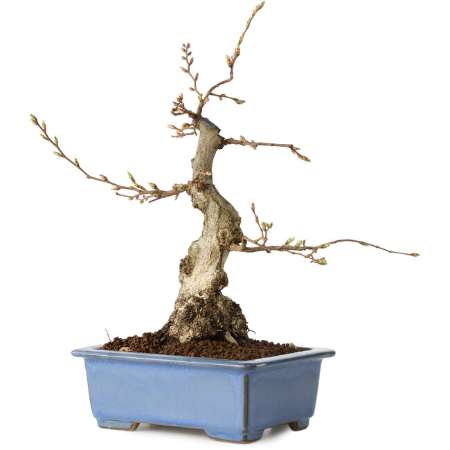Carpinus coreana, 21 cm, ± 30 años
