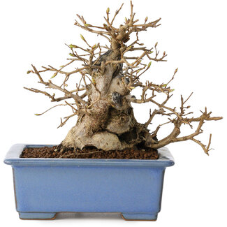 Carpinus coreana, 13 cm, ± 30 jaar oud