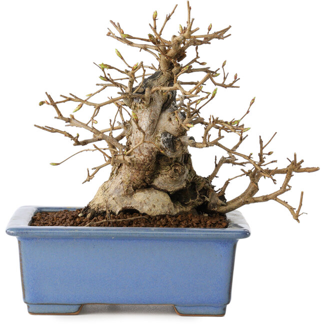 Carpinus coreana, 13 cm, ± 30 years old