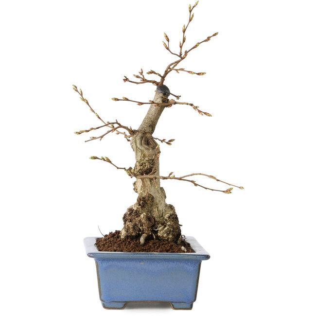 Carpinus coreana, 21 cm, ± 30 Jahre alt