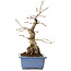 Carpinus coreana, 21 cm, ± 30 jaar oud