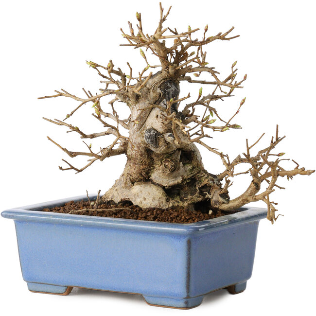 Carpinus coreana, 13 cm, ± 30 years old