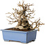 Carpinus coreana, 13 cm, ± 30 years old