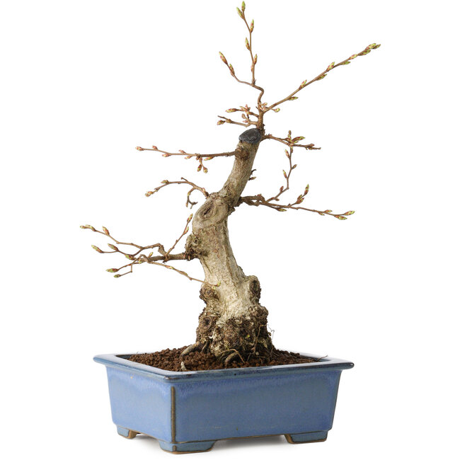 Carpinus coreana, 21 cm, ± 30 años
