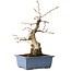 Carpinus coreana, 21 cm, ± 30 jaar oud