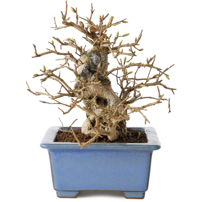 Carpinus coreana, 13 cm, ± 30 ans