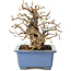 Carpinus coreana, 13 cm, ± 30 years old