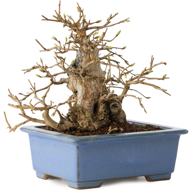 Carpinus coreana, 13 cm, ± 30 ans