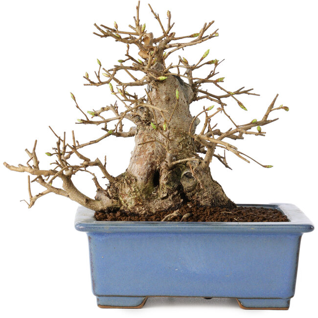 Carpinus coreana, 13 cm, ± 30 Jahre alt